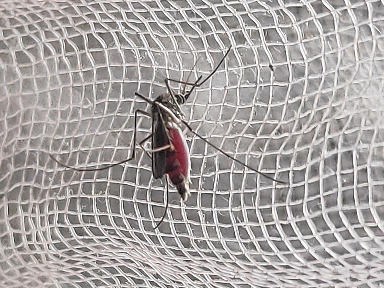 Illustrative photograph: A mosquito